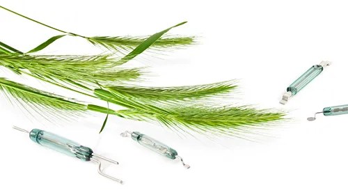 Green wheat stalks are arranged on a white background alongside clear blue glass ampoules, reflecting a contrast between natural forms and the precision of engineering design. by Standex Detect